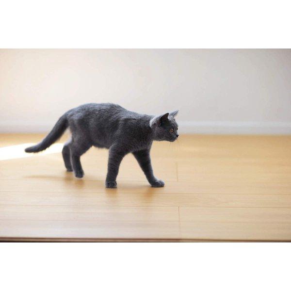 ワンラブフロアIV MT YN81-MT ティーブラウン 大建 MT Relifeジェイリライフ