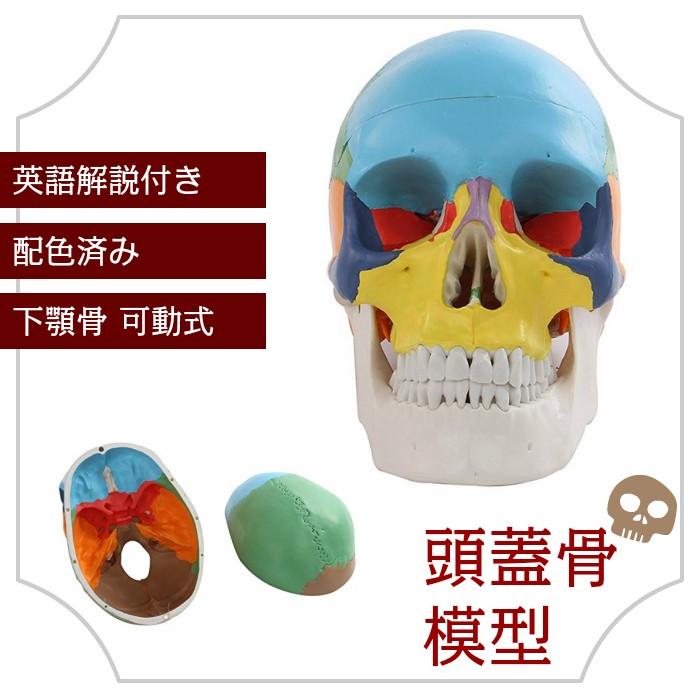 頭蓋骨模型 配色 済み 耳鼻科 眼科 顎 関節 分解可能 高品質 クラニアル 学習 永遠の定番モデル 資料 勉強 精巧 教材 安い 脳外科 実物大 Sia004 分解 カラー リアル