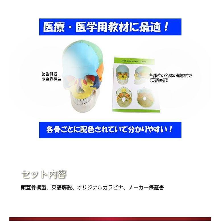 頭蓋骨模型 モデル 配色 済み 耳鼻科 眼科 顎 関節 分解可能 高品質 クラニアル 学習 教材 資料 勉強 実物大 脳外科 カラー 安い リアル 精巧 分解 Sia004