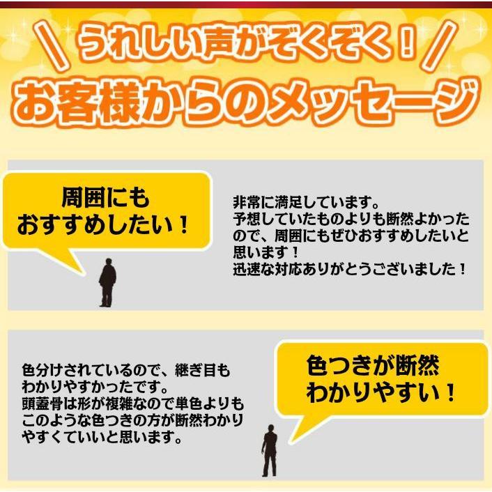 頭蓋骨模型 モデル 配色 済み 耳鼻科 眼科 顎 関節 分解可能 高品質 クラニアル 学習 教材 資料 勉強 実物大 脳外科 カラー 安い リアル 精巧 分解 Sia004