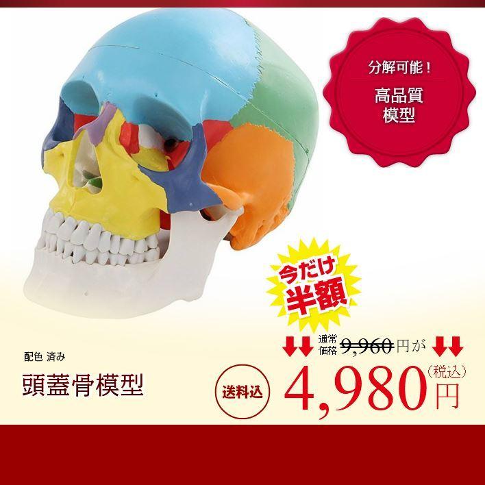 頭蓋骨模型 モデル 配色 済み 耳鼻科 眼科 顎 関節 分解可能 高品質 クラニアル 学習 教材 資料 勉強 実物大 脳外科 カラー 安い リアル 精巧 分解 Sia004