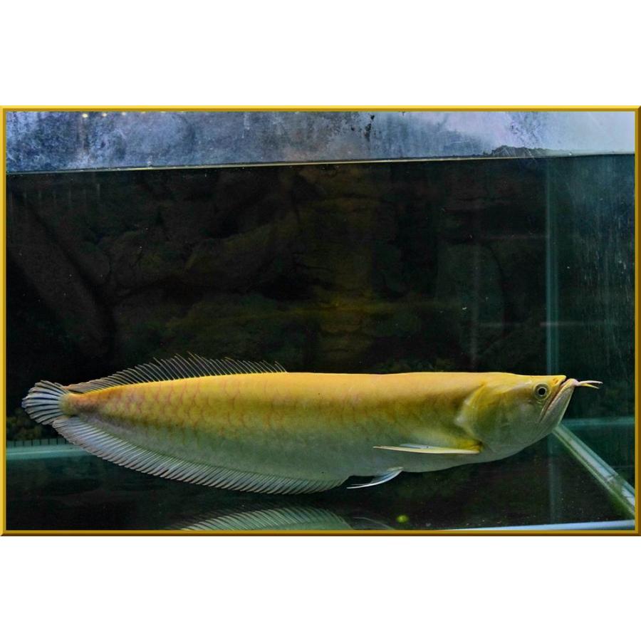 完品イエローアルビノシルバースプーンヘッドハイボディー発送ok 熱帯魚 ビックサイズ ビックサイズ ならショッピング ランキングや口コミも豊富なネット通販 更にお得なpaypay残高も スマホアプリも充実で毎日どこからでも気になる商品をその場でお