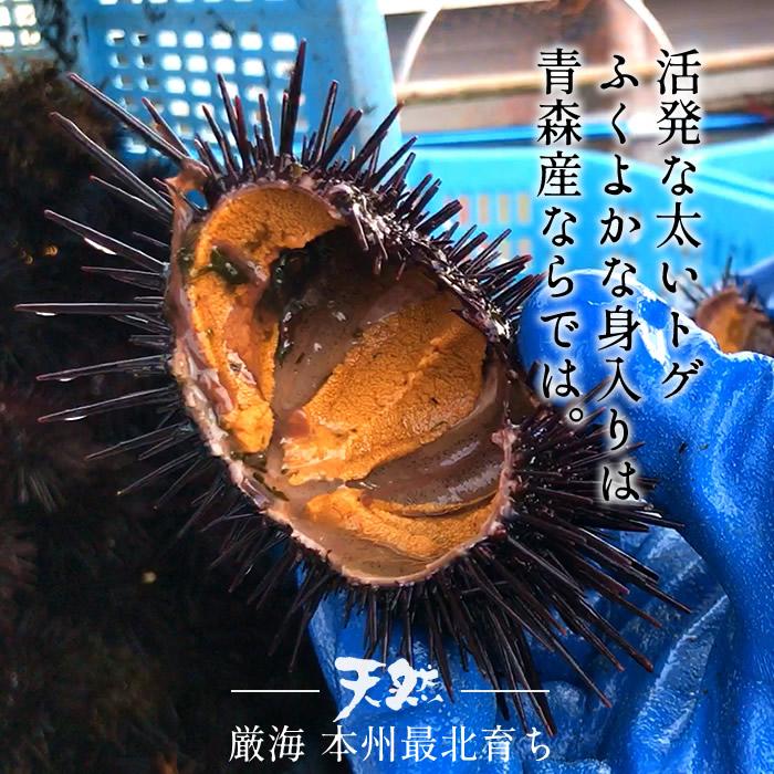 うに様 単品、別発送用※2025年5月末順次発送※塩水ウニ 100g