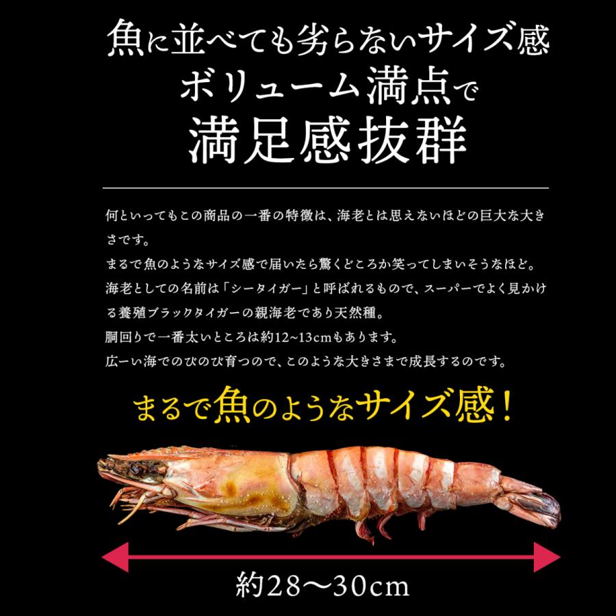 天然シータイガー 1尾 (1尾 180〜230g) 皇帝の海老 ブラック