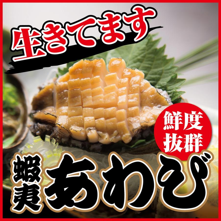 活　蝦夷あわび　アワビ　生きたままお届け　１００〜１１０ｇ | 