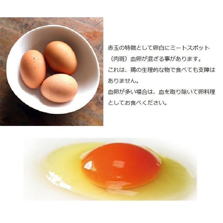 ☆卵 黒鶏の卵 Lサイズ 5kg(約70〜75個)黒鶏 たまご 鶏卵 ☆卵 黒鶏の卵 Lサイズ 5kg(約70〜75個)黒鶏 たまご 鶏卵