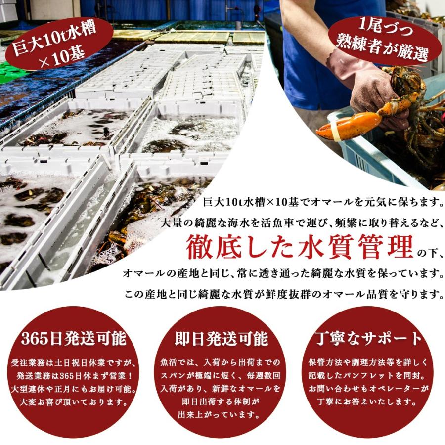 活オマール海老（500g）10尾入【送料無料】【お歳暮ギフト】｜uokatsu｜05