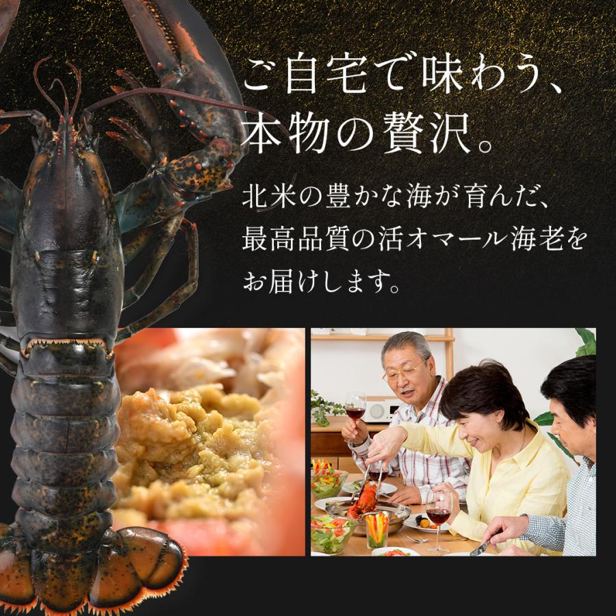 活オマール海老 600gサイズ 1尾 ロブスター 北米産 活きたまま 冷蔵