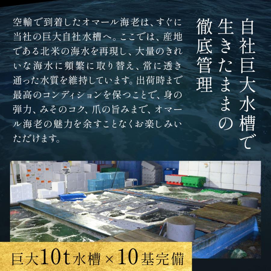 活オマール海老（600g）7尾入【送料無料】_9
