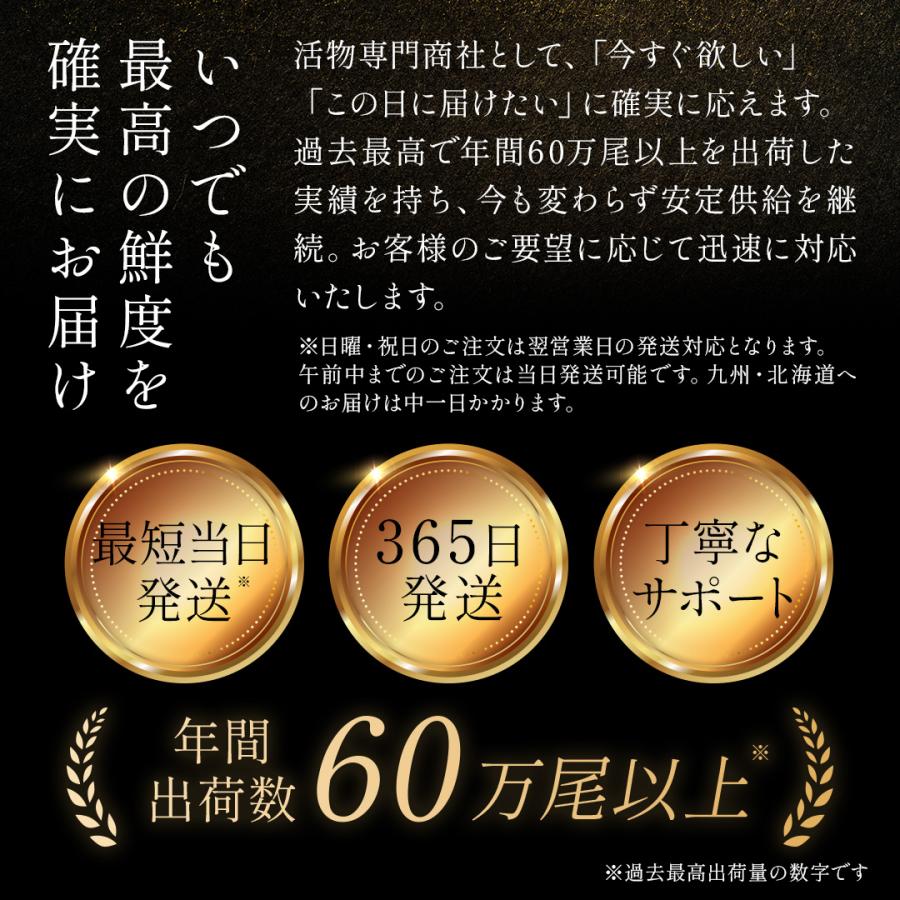 活オマール海老（600g）7尾入【送料無料】_10