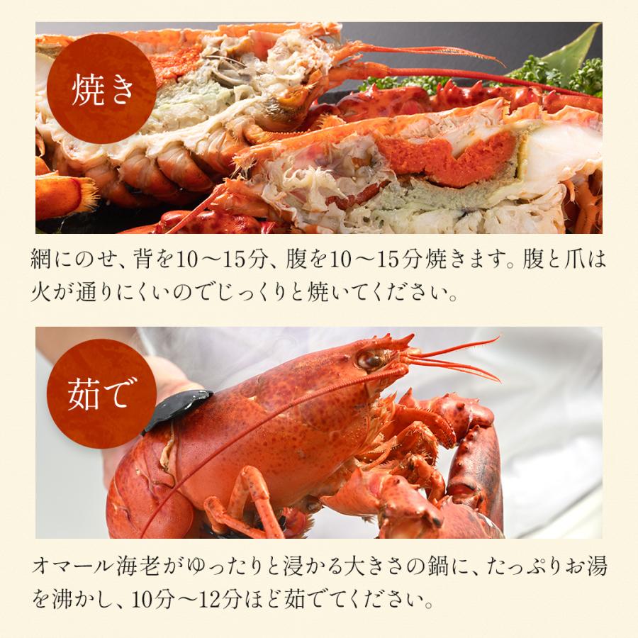 活オマール海老（600g）7尾入【送料無料】_13
