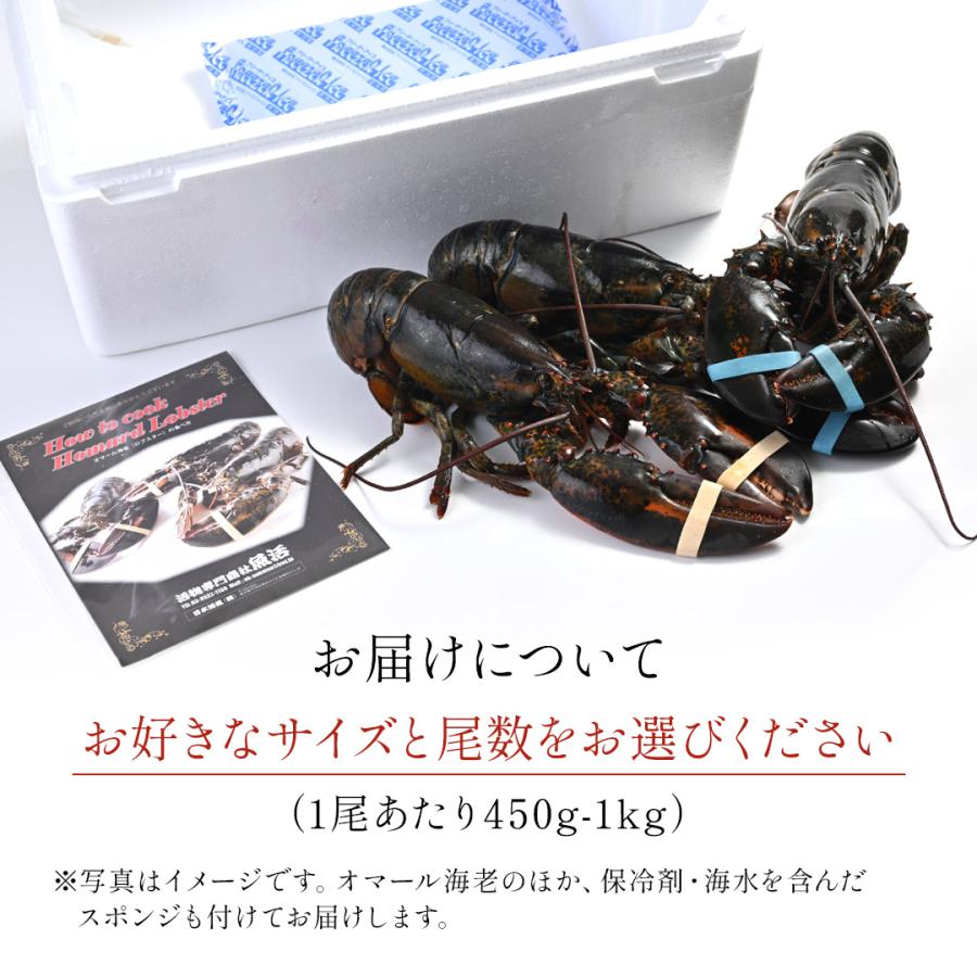 活オマール海老（600g）7尾入【送料無料】_14