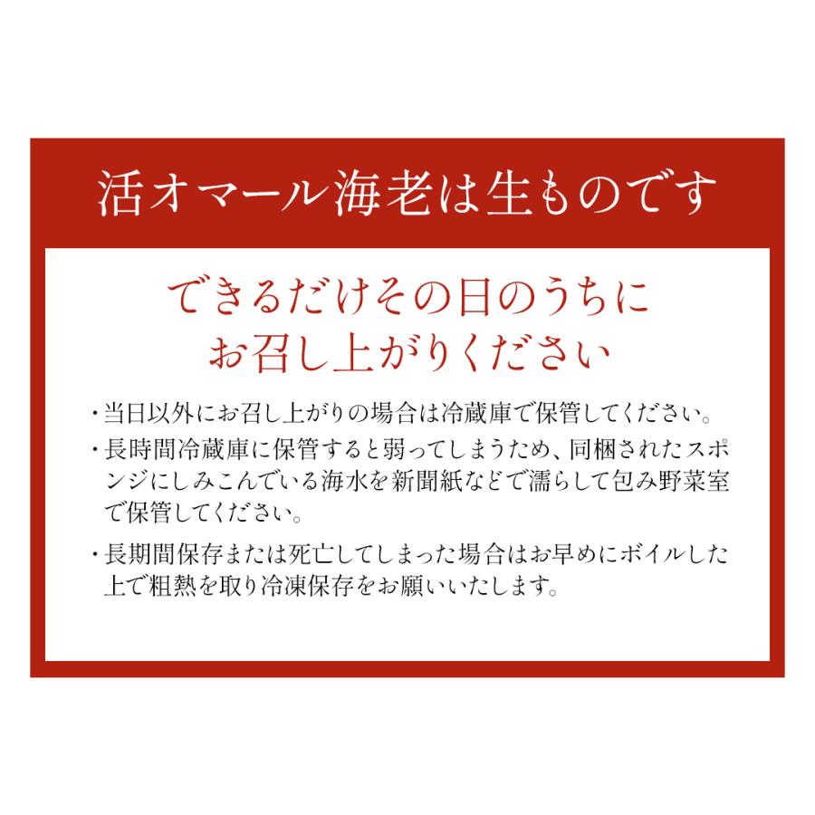 活オマール海老（600g）7尾入【送料無料】_15