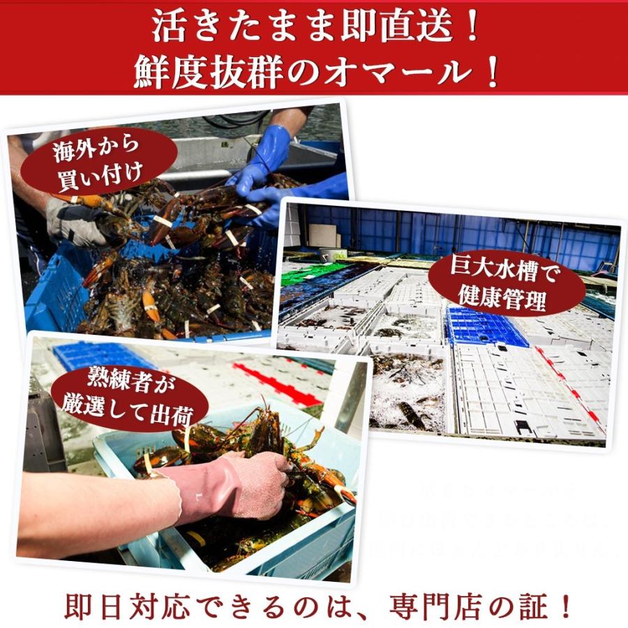 新着商品 天然 活オマール海老 600g 7尾入 qに ギフトにも最適 楽天市場 Kwsrbd Com