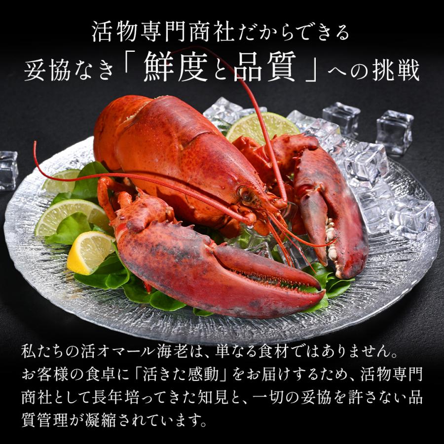 活オマール海老（600g）7尾入【送料無料】_6