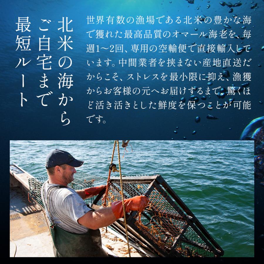 活オマール海老（600g）7尾入【送料無料】_7