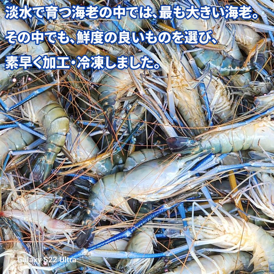 どすこい海老 454g 5尾入り 送料無料 バングラデシュ産オニテナガエビ IQF冷凍 活物専門商社 魚活 Yahoo 店 - 通販 - Yahoo ショッピング