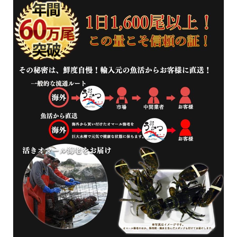 活オマール海老（500g）6尾入【送料無料】 