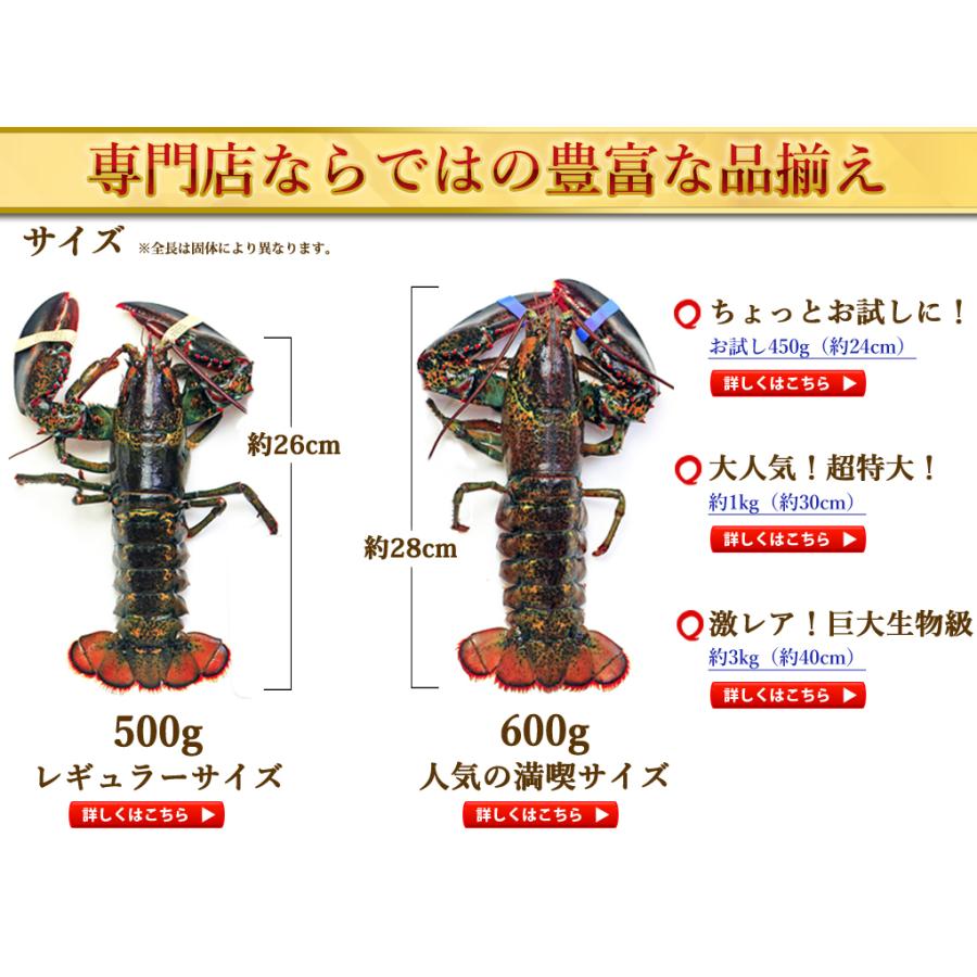 活オマール海老（500g）6尾入【送料無料】 