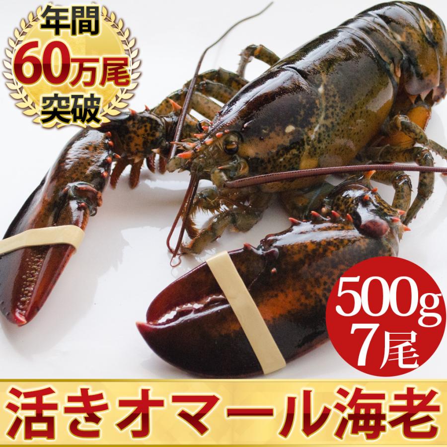 活オマール海老（500g）7尾入【送料無料】
