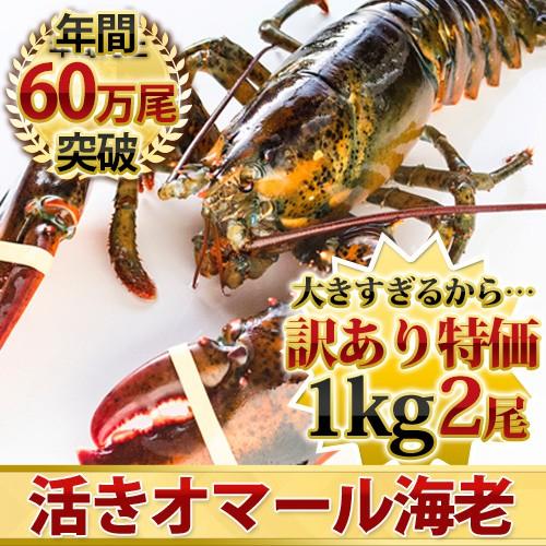 活オマール海老 JAMBO1kg前後2尾【送料無料】 : i1000-0099902 : 活物