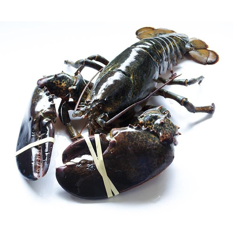 天然 活JAMBOオマール海老 4kg前後(受注オーダー4kg) 1尾 BBQに