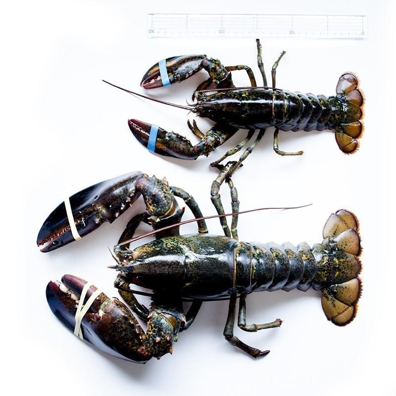 天然 活JAMBOオマール海老 5kg前後(受注オーダー5kg) 1尾 BBQに