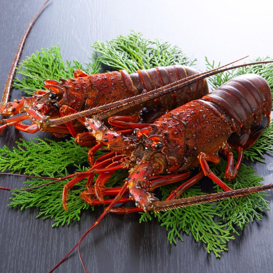 国産伊勢海老bbqカット １尾入 ２パック 新商品販売記念特別価格2 000円割引 Iseebi q 活物専門商社 魚活 Yahoo 店 通販 Yahoo ショッピング