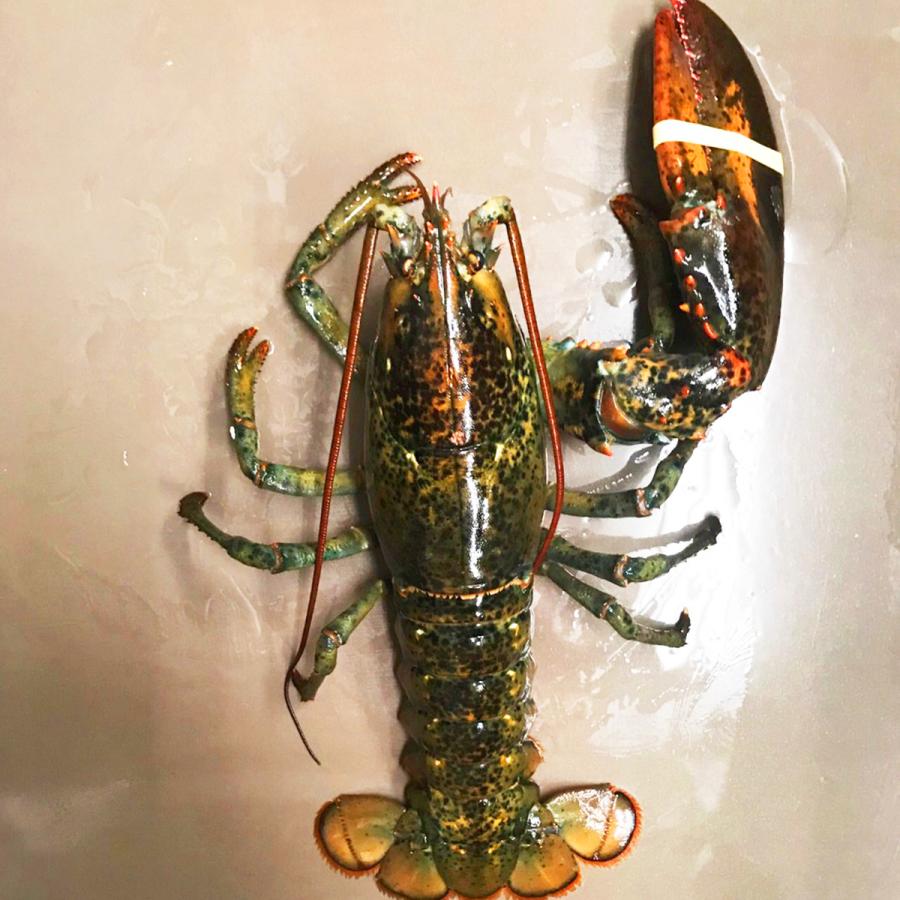 訳あり 天然 活ジャンボ片爪オマール海老3kgセット(1〜4尾入) 送料無料