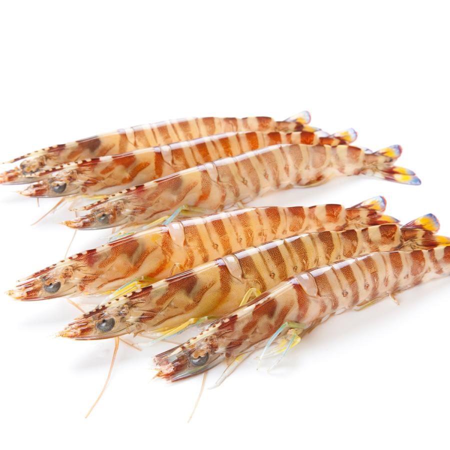 プロトン凍結車海老 冷凍 3パック30尾入 900g 送料無料 Proton Prawn 30 活物専門商社 魚活 Yahoo 店 通販 Yahoo ショッピング