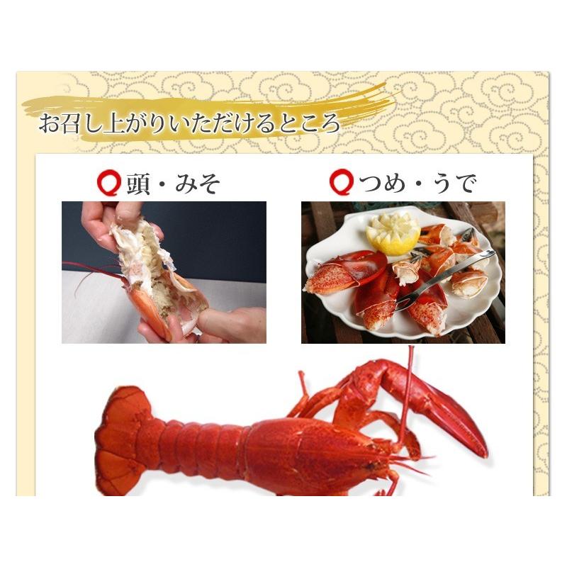 活オマール海老 JAMBO1kg前後【送料無料】 : 活物専門商社 魚活 Yahoo