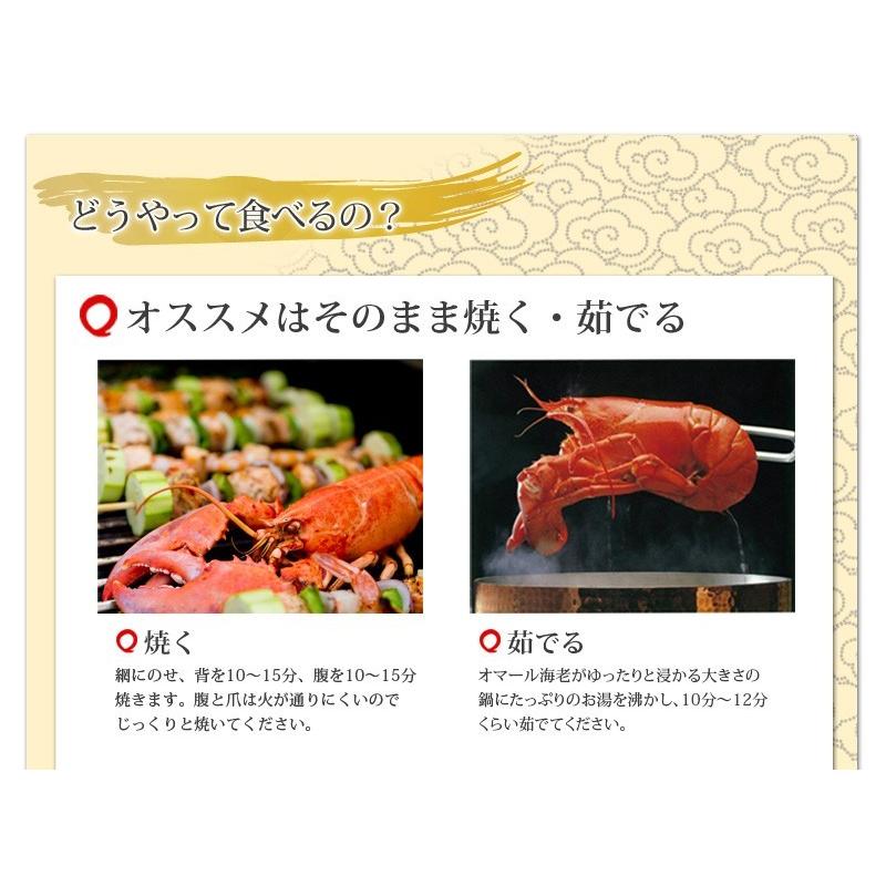 活オマール海老 JAMBO1kg前後【送料無料】 : 活物専門商社 魚活 Yahoo