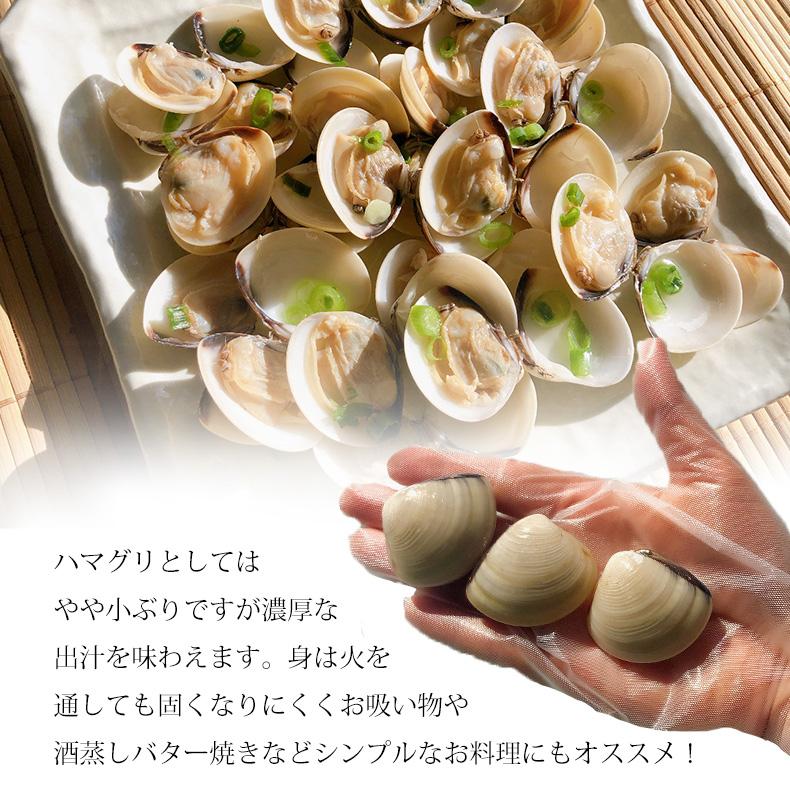 はまぐり 殻付きハマグリ 500g 砂抜き済ですぐ料理に使える！ 殻付