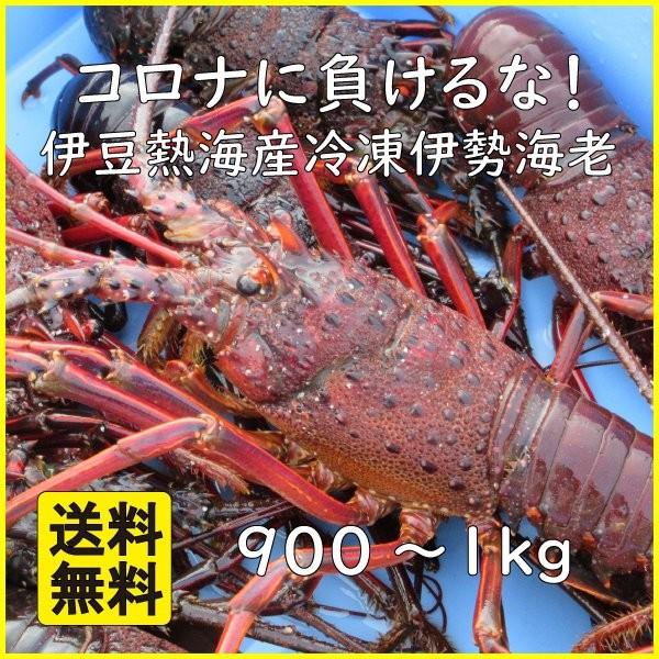 コロナに負けるな 産直 冷凍伊勢海老 イセエビ 漁師直送 お刺身ok 900ｇ 1kg Iseebi 1001 熱海魚光丸yahoo ショップ 通販 Yahoo ショッピング