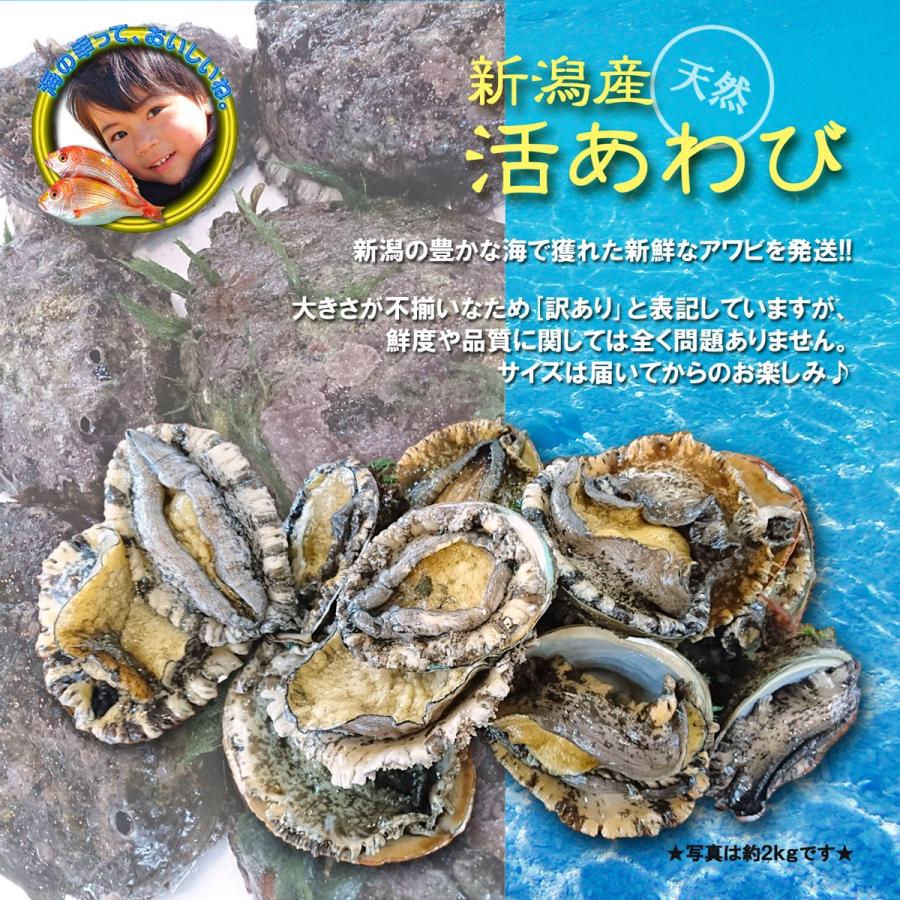 新潟産 天然 活アワビ・あわび 1kg 訳あり 送料無料｜uomizushima｜07