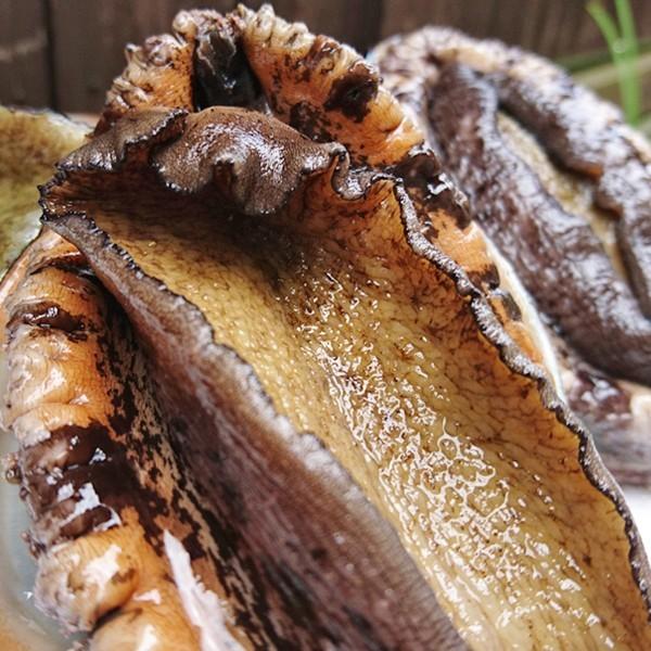 新潟産 天然 活「黒アワビ」あわび 500g 訳あり 送料無料 : 日本海の幸