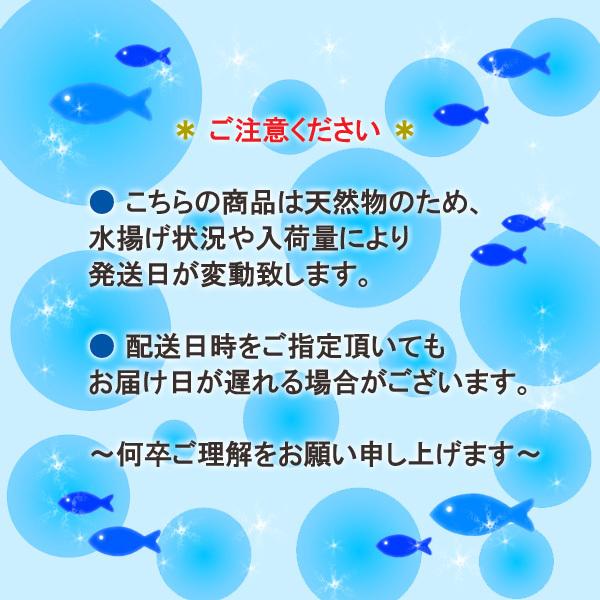 「あわびさざえセット」 新潟産 天然 活アワビ100g×5個+活サザエ100g×10個 送料無料|uomizushima|03