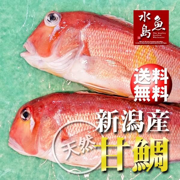 新潟産 天然 甘鯛 アマダイ（グジ）1，000〜1，099g・2尾（生冷凍） 送料無料