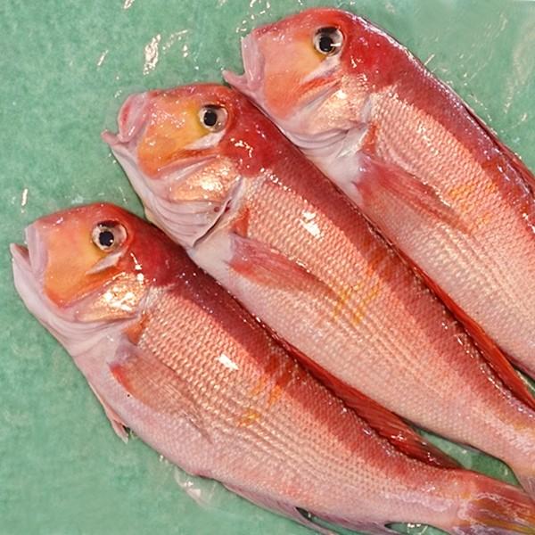 新潟産 天然 甘鯛 アマダイ（グジ）400〜499g・3尾（生冷凍） : 日本海