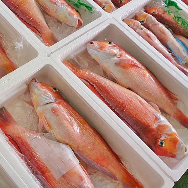 新潟産 天然 甘鯛 アマダイ（グジ）600〜699g・2尾（生冷凍） : 日本海