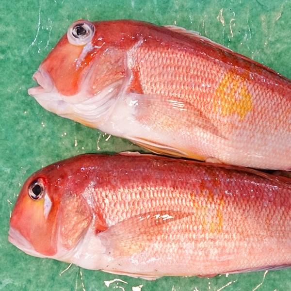 新潟産 天然 甘鯛 アマダイ（グジ）800〜899g・2尾（生冷凍） : 日本海
