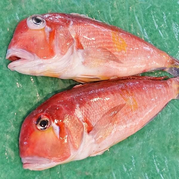新潟産 天然 甘鯛 アマダイ（グジ）800〜899g・2尾（生冷凍） : 日本海