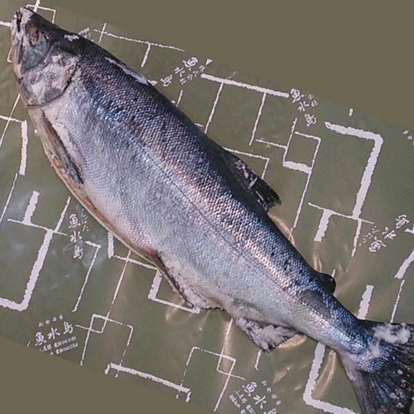 厳選 新潟産・天然「新巻鮭」4kg物 数量限定生産 送料無料|uomizushima|03