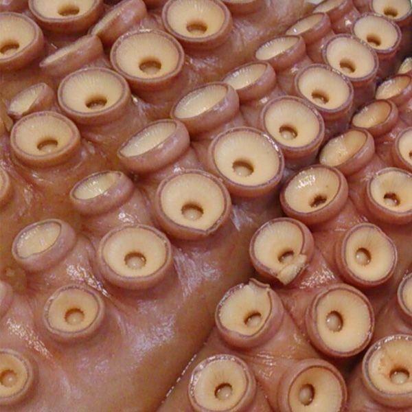 新潟・佐渡産 浜茹でボイルタコ 煮たこ 足2〜3本 約2.5〜2.9kg（冷凍）_1