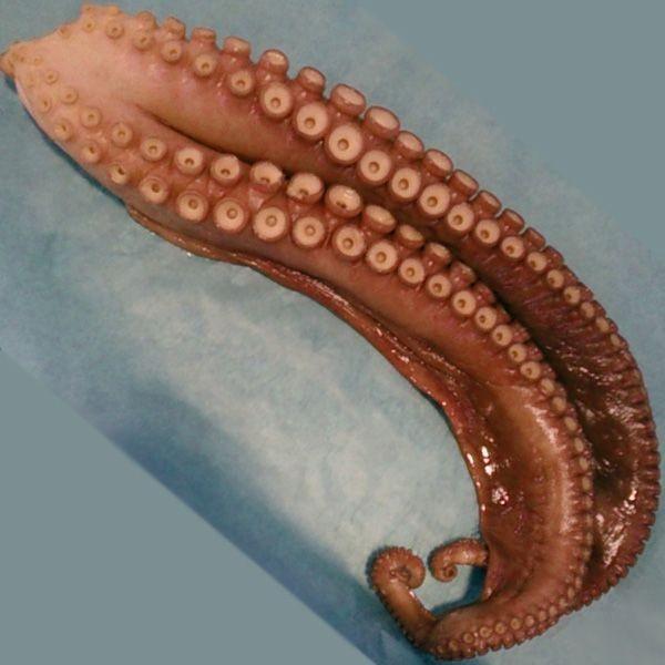 新潟・佐渡産 浜茹でボイルタコ 煮たこ 足2〜3本 約2.5〜2.9kg（冷凍）_3
