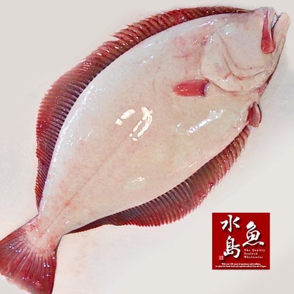天然ヒラメ 平目 日本海産 2.5〜2.9キロ物 : 日本海の幸 新潟・魚水島