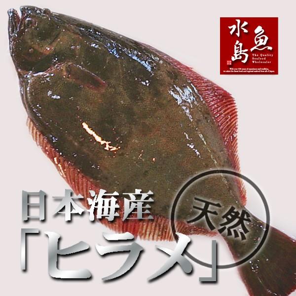 日本海の幸 新潟・魚水島天然ヒラメ 平目 日本海産 魚、鮮魚