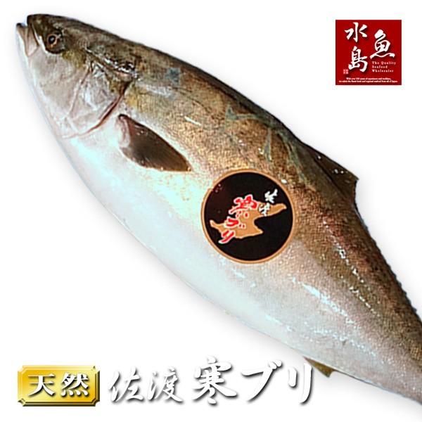 新潟 佐度産 天然 鰤 寒ブリ 「佐渡 寒ぶり」 3.0kg〜3.9kg 一尾丸もの 送料無料