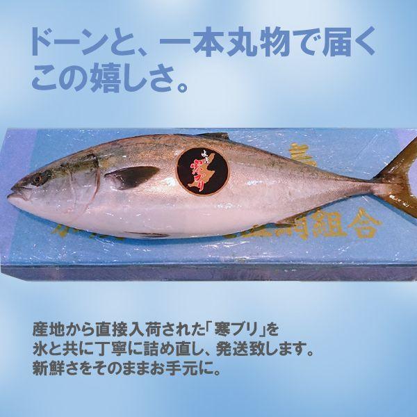 新潟 佐度産 天然 鰤 寒ブリ 「佐渡 寒ぶり」 3.0kg〜3.9kg 一尾丸もの 送料無料_1