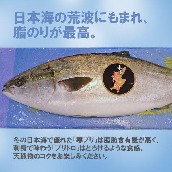 新潟 佐度産 天然 鰤 寒ブリ 「佐渡 寒ぶり」 3.0kg〜3.9kg 一尾丸もの 送料無料_2